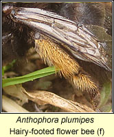 Anthophora plumipes, Hairy-footed flower bee