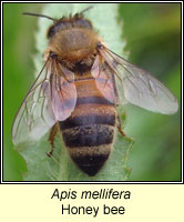 Apis mellifera, Honey Bee