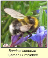 Bombus hortorum, Garden Bumblebee
