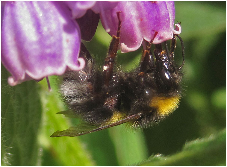 Garden Bumblebee, Bombus hortorum