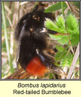 Bombus lapidarius, Red-tailed Bumblebee