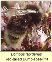 Bombus lapidarius, Red-tailed Bumblebee