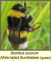 Bombus lucorum, White-tailed Bumblebee