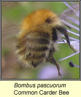 Bombus pascuorum, Common Carder Bee