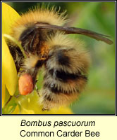 Bombus pascuorum, Common Carder Bee