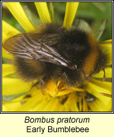 Bombus pratorum, Early Bumblebee