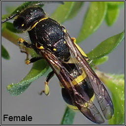 Ancistrocerus gazella, Small-notched Mason-wasp