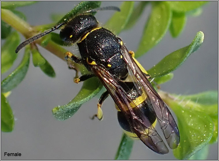 Ancistrocerus gazella, Small-notched Mason-wasp