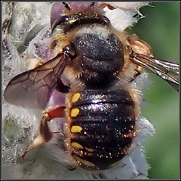 Anthidium manicatum, Wool Carder Bee