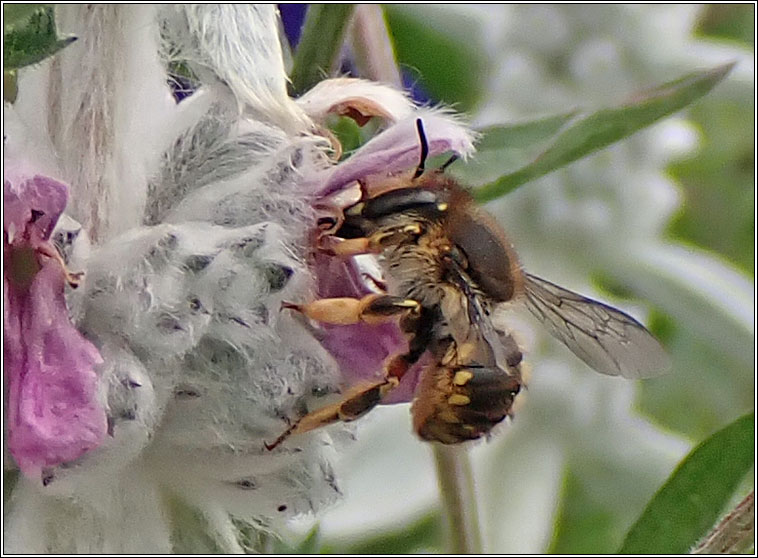 Anthidium manicatum, Wool Carder Bee