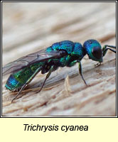 Trichrysis cyanea