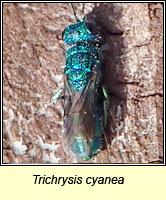 Trichrysis cyanea