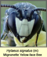 Hylaeus signatus, Mignonette Yellow-face Bee
