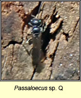 Passaloecus sp