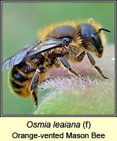 Osmia leaiana, Orange-vented Mason Bee