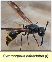 Symmorphus bifasciatus