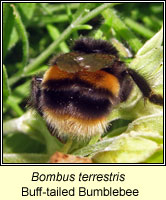 Bombus terrestris, Buff-tailed Bumblebee