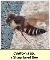 Coelioxys sp