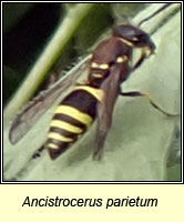Ancistrocerus parietum