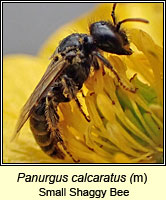 Panurgus calcaratus, Small Shaggy Bee