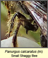 Panurgus calcaratus, Small Shaggy Bee