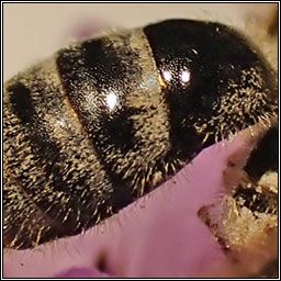 Lasioglossum prasinum, Grey-tailed Furrow Bee