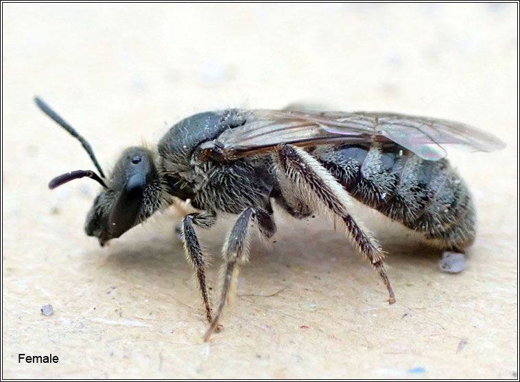 Lasioglossum prasinum, Grey-tailed Furrow Bee