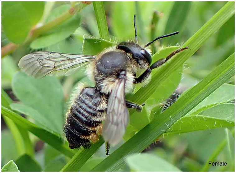 Megachile versicolor, Brown-footed Leafcutter Bee