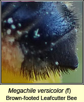 Megachile versicolor, Brown-footed Leafcutter Bee