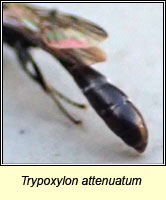 Trypoxylon attenuatum, Slender Wood Borer Wasp