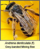 Andrena denticulata, Grey-banded Mining Bee