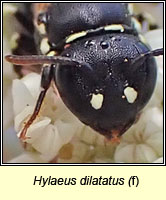 Hylaeus dilatatus