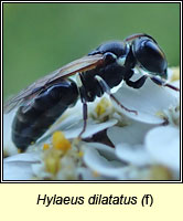Hylaeus dilatatus