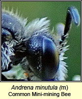 Andrena minutula, Common Mini-mining Bee