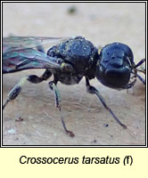 Crossocerus tarsatus
