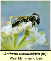 Andrena minutuloides, Plain Mini-mining Bee