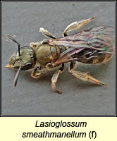 Lasioglossum smeathmanellum