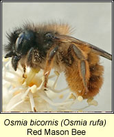 Osmia bicornis, Red Mason Bee