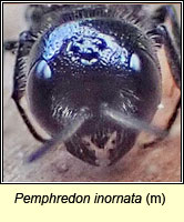 Pemphredon inornata