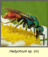 Hedychrum sp