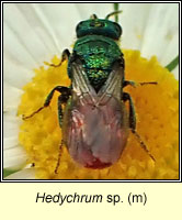 Hedychrum sp