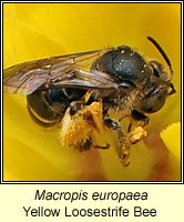 Macropis europaea, Yellow Loosestrife Bee