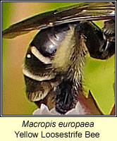 Macropis europaea, Yellow Loosestrife Bee