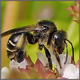 Macropis europaea, Yellow Loosestrife Bee