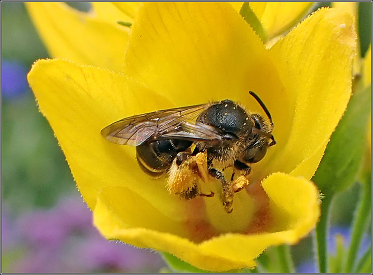 Macropis europaea, Yellow Loosestrife Bee