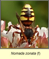Nomada zonata