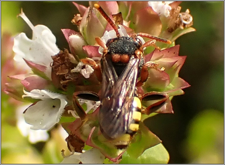 Nomada zonata