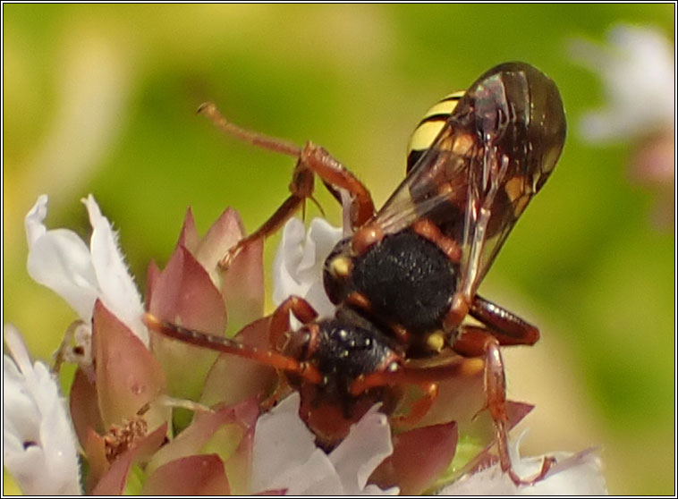 Nomada zonata