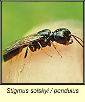 Stigmus solskyi or pendulus