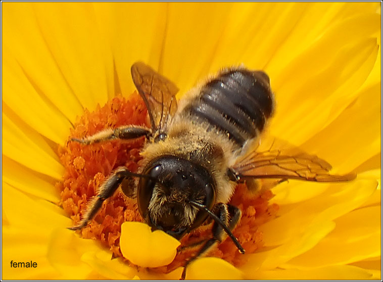 Megachile ligniseca